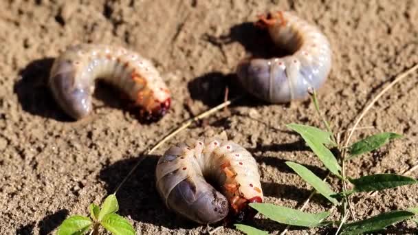 Große Larven Des Maikäfers Auf Einem Plastikteller Als Gartenschädling — Stockvideo