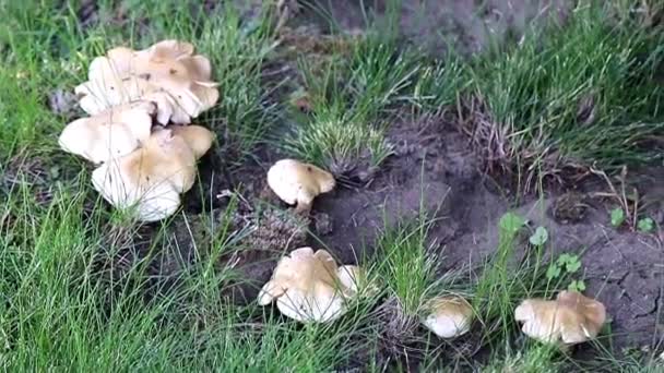 Large Forest White Mushrooms Sunny Lawn Grass — Stock Video