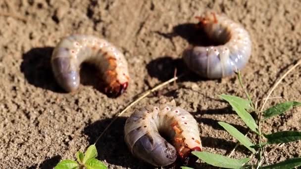 Larva Besar Dari Cockchafer Pada Piring Plastik Sebagai Hama Taman — Stok Video