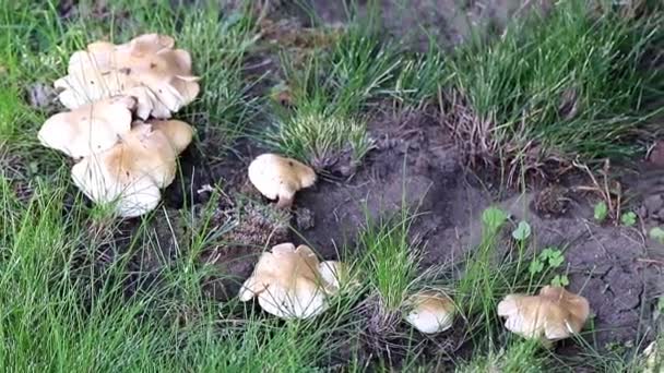 Large Forest White Mushrooms Sunny Lawn Grass — Stock Video