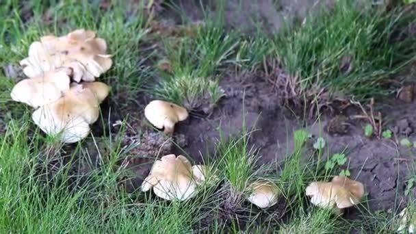 大森林白色蘑菇在一个阳光明媚的草坪在草之中 — 图库视频影像