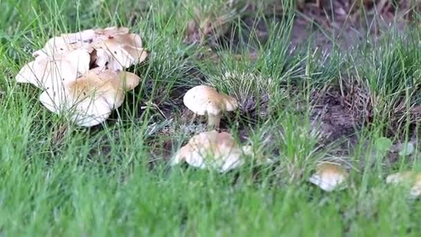 Große Weiße Waldpilze Auf Einem Sonnigen Rasen Inmitten Von Gras — Stockvideo