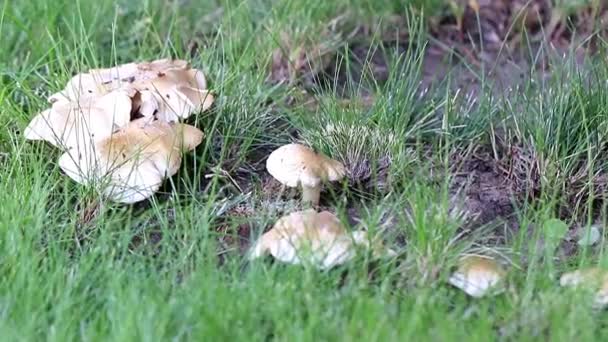 Large Forest White Mushrooms Sunny Lawn Grass — Stock Video