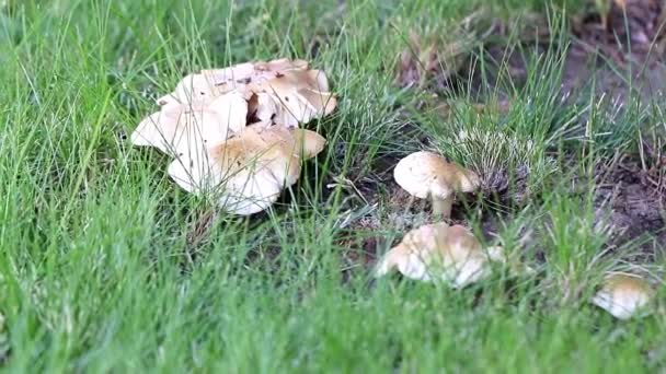 Large Forest White Mushrooms Sunny Lawn Grass — Stock Video