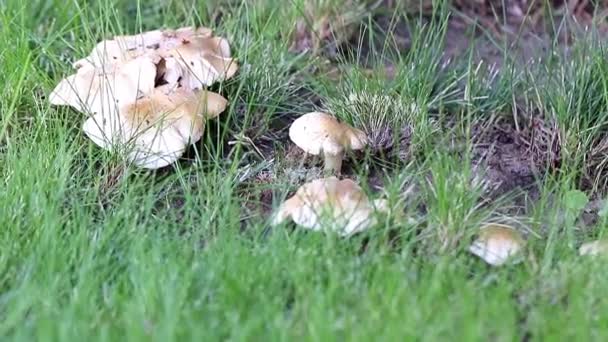 大森林白色蘑菇在一个阳光明媚的草坪在草之中 — 图库视频影像