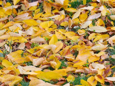 Kuru sonbahar çayır yeşil çimenlerin üzerinde ağaçlarının yaprakları