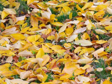 Kuru sonbahar çayır yeşil çimenlerin üzerinde ağaçlarının yaprakları