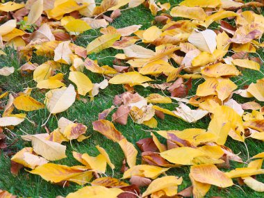 Kuru sonbahar çayır yeşil çimenlerin üzerinde ağaçlarının yaprakları