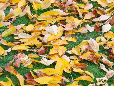 Kuru sonbahar çayır yeşil çimenlerin üzerinde ağaçlarının yaprakları