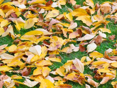 Kuru sonbahar çayır yeşil çimenlerin üzerinde ağaçlarının yaprakları