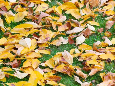 Kuru sonbahar çayır yeşil çimenlerin üzerinde ağaçlarının yaprakları