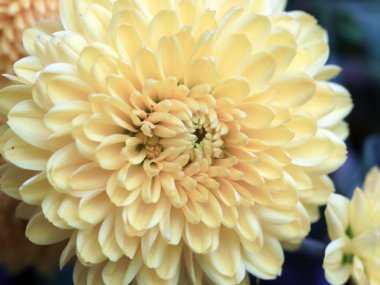 güzel parlak sarı çiçek krizantem doğal dekorasyon parçası olarak