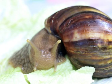 Afrika Achatina kara salyangoz doğal ortamda