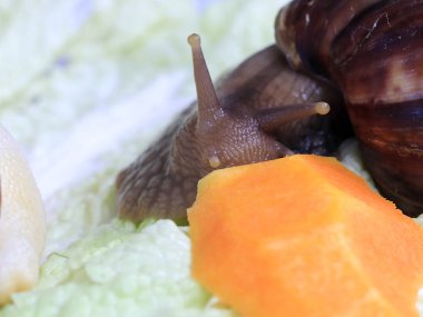 Afrika Achatina kara salyangoz doğal ortamda