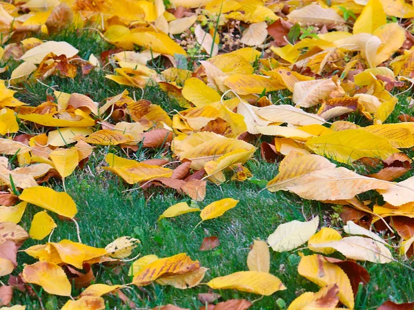 Suchą Jesień Liści Drzew Zielona Trawa Łąka — Zdjęcie stockowe