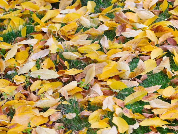 Feuilles Automne Sèches Arbres Sur Herbe Verte Prairie — Photo