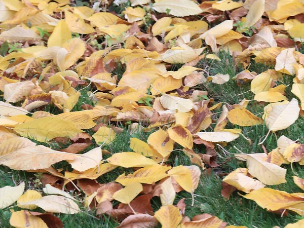 Folhas Outono Secas Árvores Grama Verde Prado — Fotografia de Stock