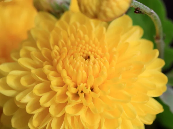 自然の装飾の一部として美しい明るい黄色の花菊 — ストック写真