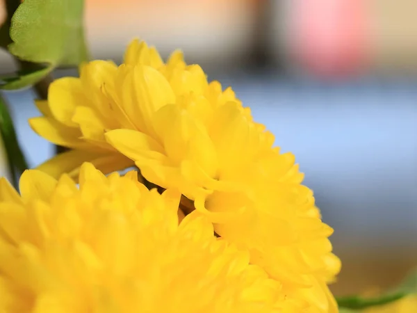 Schöne Leuchtend Gelbe Blume Chrysantheme Als Teil Einer Natürlichen Dekoration — Stockfoto