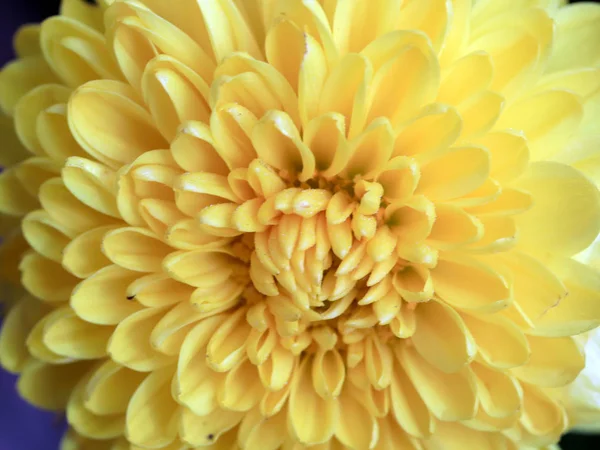 Hermoso Crisantemo Flores Color Amarillo Brillante Como Parte Una Decoración — Foto de Stock
