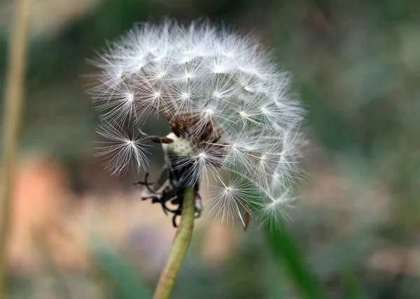 Schöner Waldblumenlöwenzahn Natürlicher Umgebung — Stockfoto