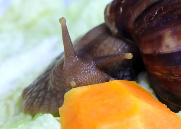 แอฟร Achatina นหอยทากในสภาพแวดล อมธรรมชาต — ภาพถ่ายสต็อก