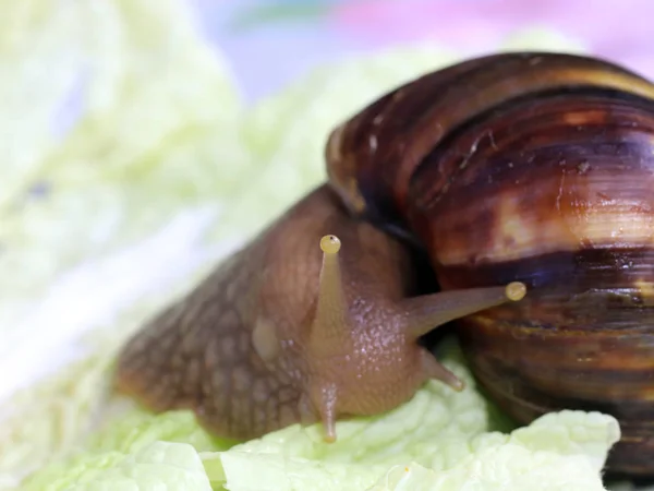 Escargot Terrestre Achatina Africain Milieu Naturel — Photo
