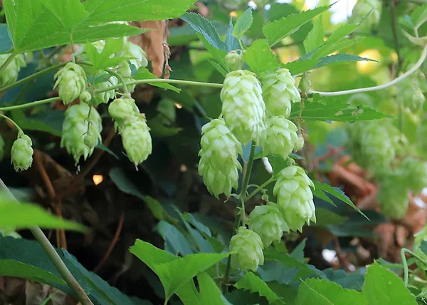 在自然条件下 大量新鲜水果锥啤酒花 — 图库照片