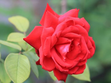 parlak kırmızı bud tatil dekorasyon unsuru olarak taze gül