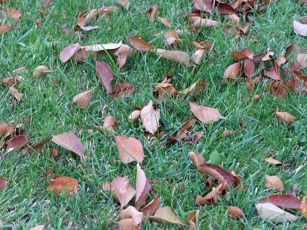 Autumn Dry Leaves Trees Lie Green Grass Meadows — Stock Photo, Image