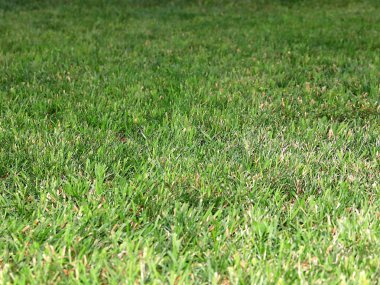 güzel yeşil çimenlerin üzerinde bir yüksek çayır mera