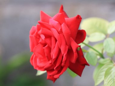 parlak kırmızı bud tatil dekorasyon unsuru olarak taze gül