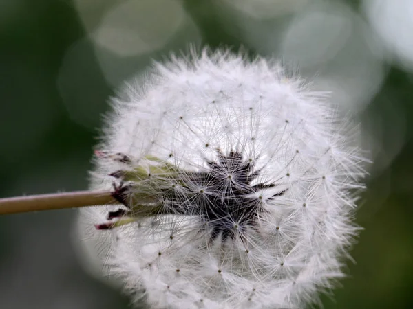 beautiful exquisite gentle dandelion in the meadow