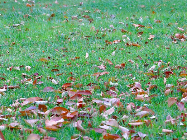 Outono Folhas Secas Árvores Jazem Grama Verde Dos Prados — Fotografia de Stock