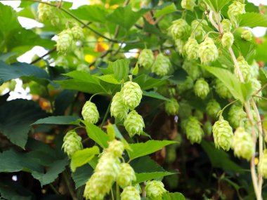 çalılıkları, taze meyve koniler atlama doğal koşullarda