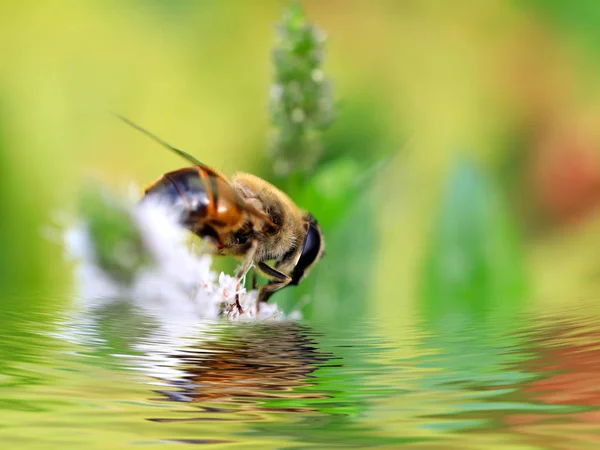 Велика Дика Бджола Збирає Нектар Квітки Садової Яти — стокове фото