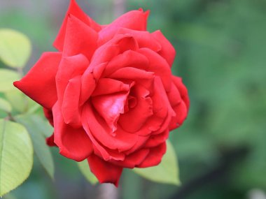 parlak kırmızı bud tatil dekorasyon unsuru olarak taze gül