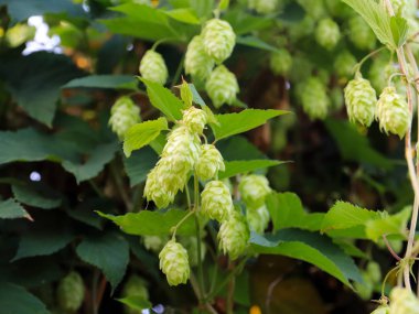 çalılıkları, taze meyve koniler atlama doğal koşullarda