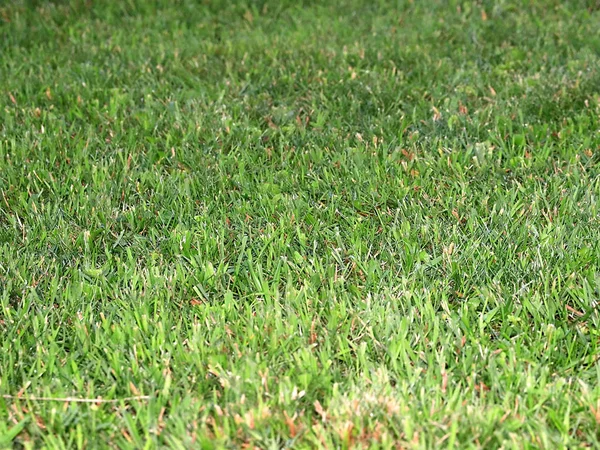 Beautiful Green Grass High Meadow Pasture — Stock Photo, Image