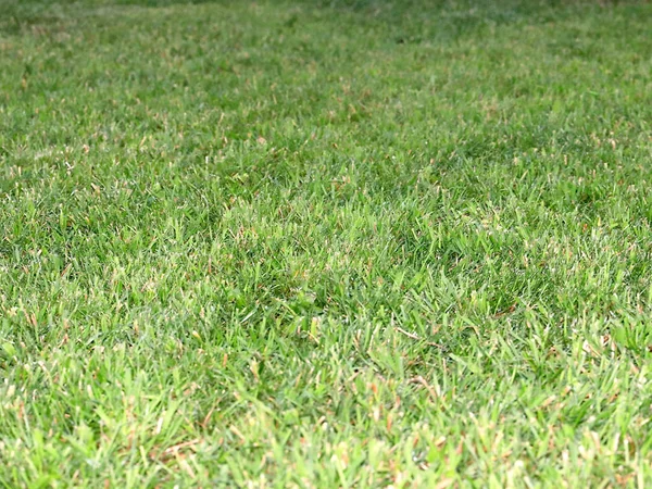 Красивая Зеленая Трава Высоком Лугу — стоковое фото