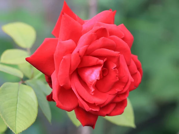 Jasne Scarlet Bud Świeżej Róży Jako Element Dekoracji Świątecznych — Zdjęcie stockowe