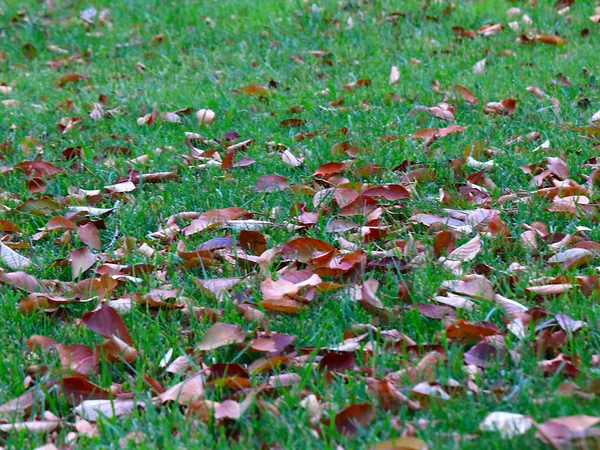 Outono Folhas Secas Árvores Jazem Grama Verde Dos Prados — Fotografia de Stock