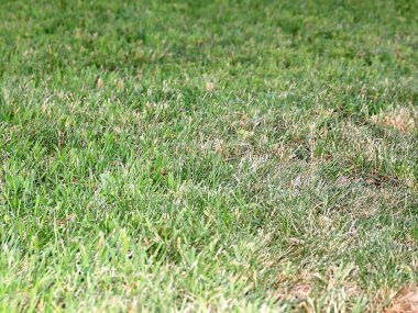 güzel yeşil çimenlerin üzerinde bir yüksek çayır mera