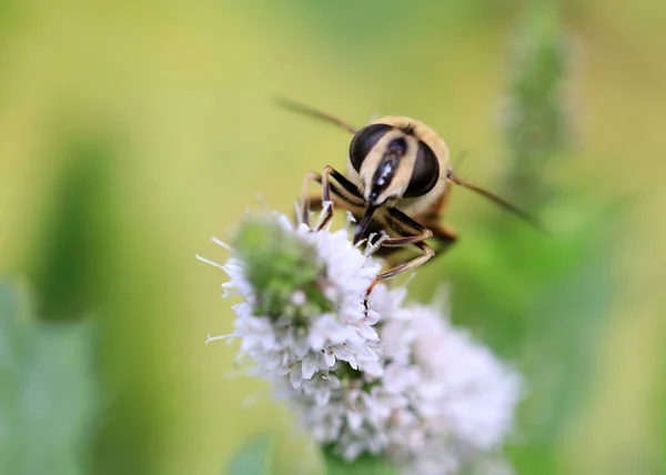 Large Wild Bee Collects Nectar Garden Mint Flower — Stock Photo, Image