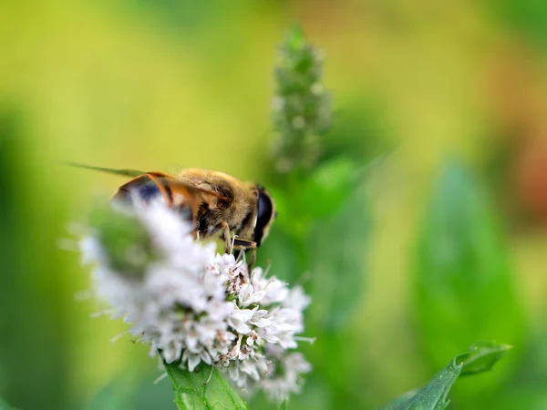 Крупная Дикая Пчела Цветка Мяты Садового — стоковое фото