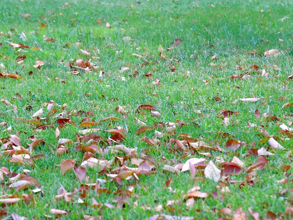 Autumn Dry Leaves Trees Lie Green Grass Meadows — Stock Photo, Image