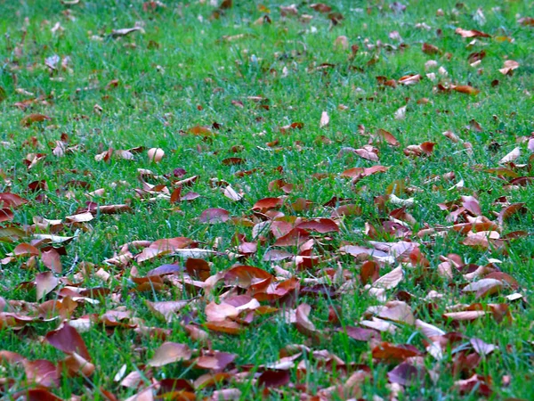 Sonbahar Kuru Ağaçlar Yalan Meadows Yeşil Çimenlerin Üzerinde Bırakır — Stok fotoğraf