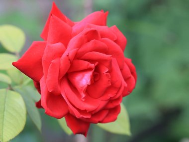 parlak kırmızı bud tatil dekorasyon unsuru olarak taze gül