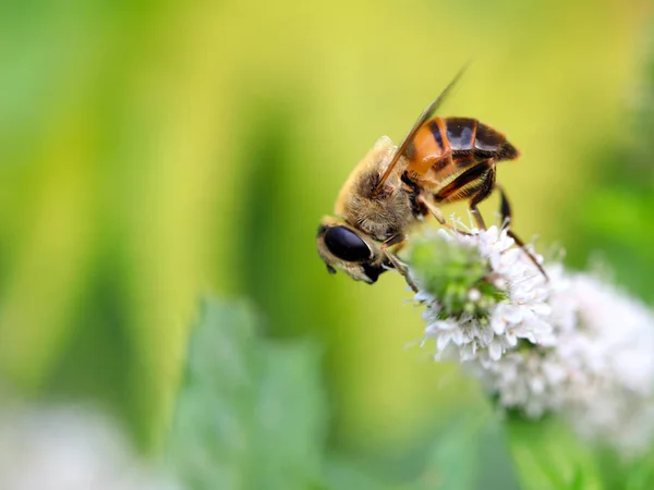 Large Wild Bee Collects Nectar Garden Mint Flower — Stock Photo, Image