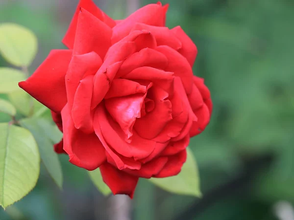 Jasne Scarlet Bud Świeżej Róży Jako Element Dekoracji Świątecznych — Zdjęcie stockowe